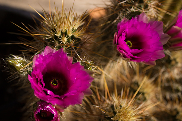 Hedgehog Cactus flower, morning