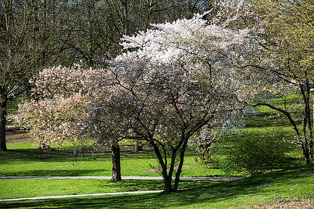 20140320 1031VRAw [D-E] Baum, Schloss Borbeck, Essen