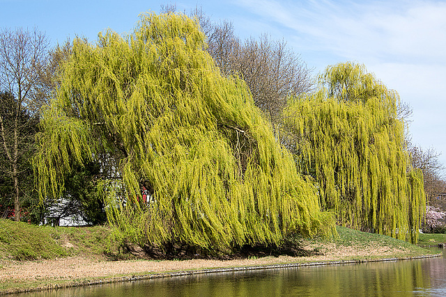 20140320 1028VRAw [D-E] Trauerweide (Salix babylonica), Schloss Borbeck, Essen