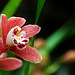 Orchids 58