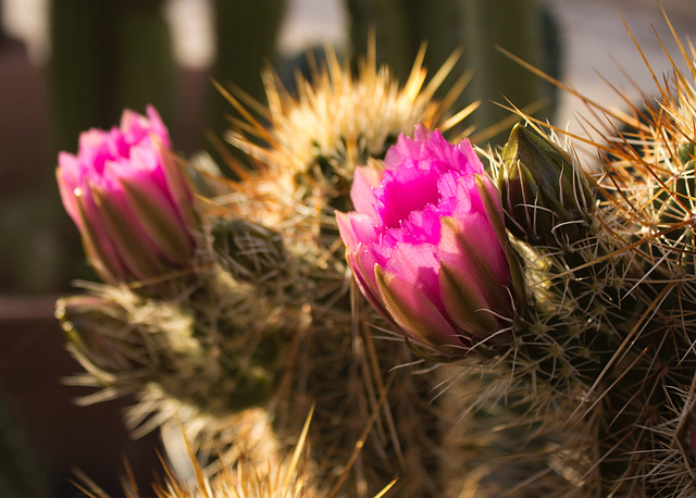 Hedgehog Cactus flower, afternoon