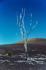 Devastation Trail - Mauna Loa, Hawaii, Dec. 1980