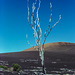 Devastation Trail - Mauna Loa, Hawaii, Dec. 1980