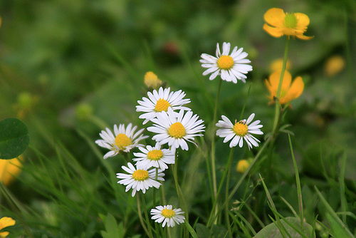 Mostly Daisies...