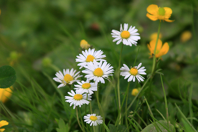 Mostly Daisies...