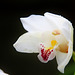 Orchid 21