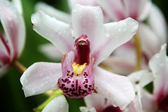 Orchids 59