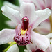 Orchids 59