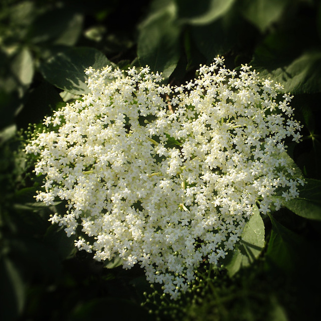 Flower Heart