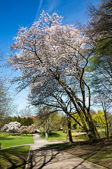 20140320 1026VRAw [D-E] Baum, Schloss Borbeck, Essen