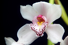 Orchid 22