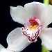 Orchid 22