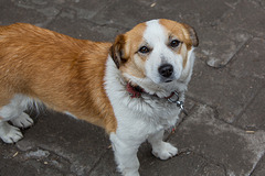 20140303 0369VRAw [TR] Hund, Kappadokien, Türkei