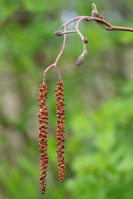 Catkins