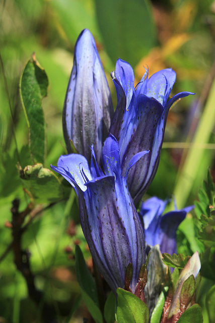 Mountain Bog Gentian