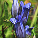 Mountain Bog Gentian