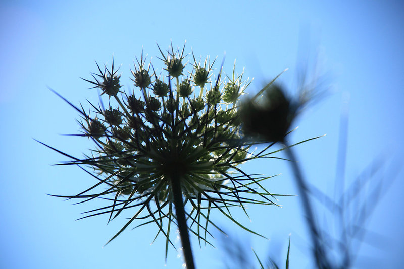 Queen Anne's Lace