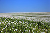 Poppy Fields Everywhere