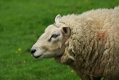 RAM