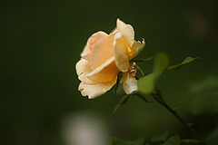 A Rose