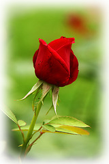 Rose Bud