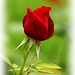 Rose Bud