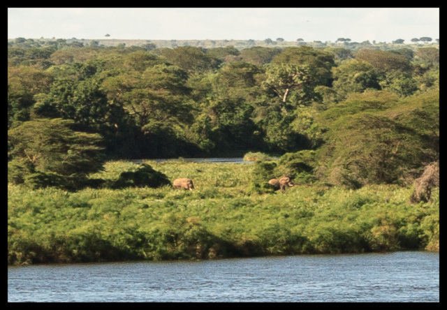 Real, actual elephants.