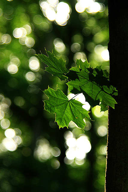 Light, Leaves & Bokeh