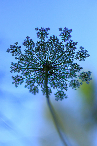 Queen Anne's Lace