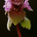 Lamium purpureum