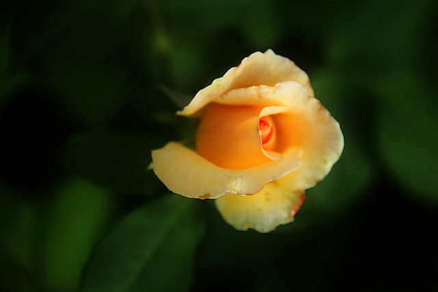 A Rose Bud