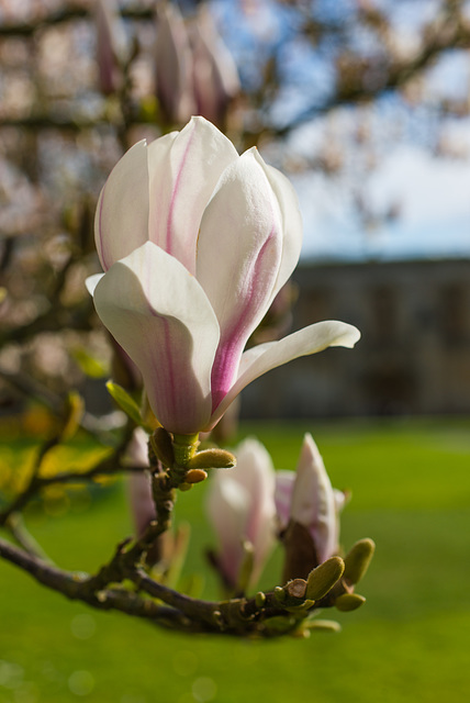 Magnolie - Glastonbury Abbey - 20140322