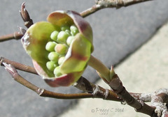 Dogwood blossom -- soon --