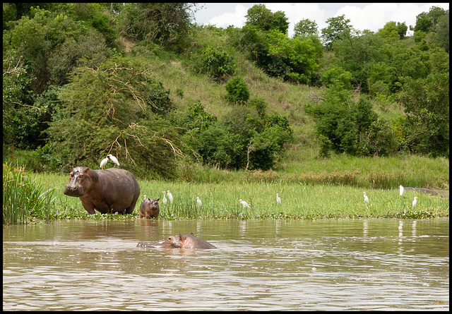 The family hippo!