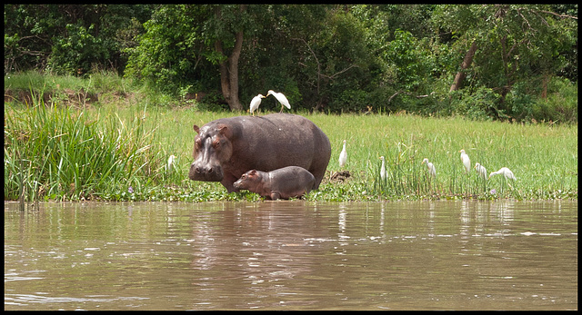 BABY HIPPO!