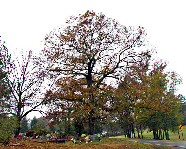 Cemetery Tree