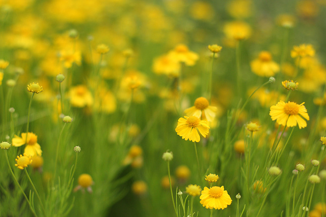 Yellow & Green