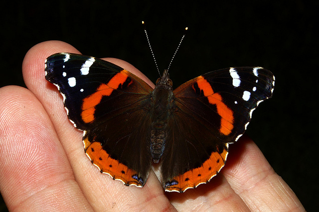 Red Admiral Butterfly