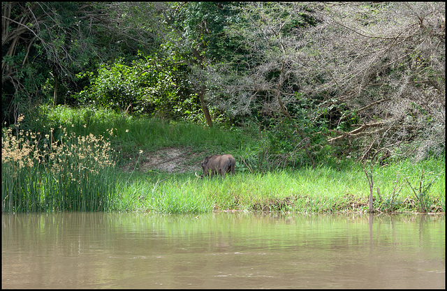 Warthog!