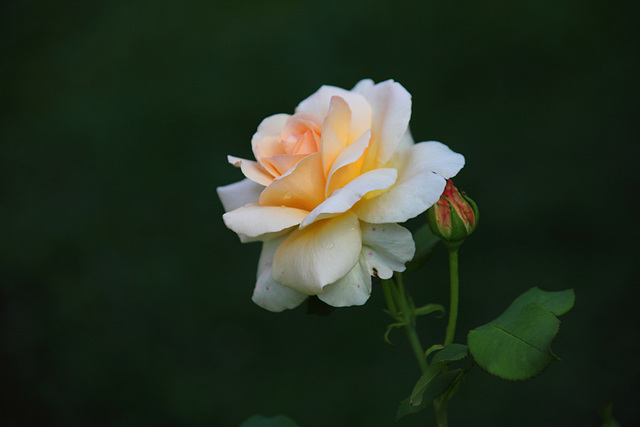 A Rose And A Bud