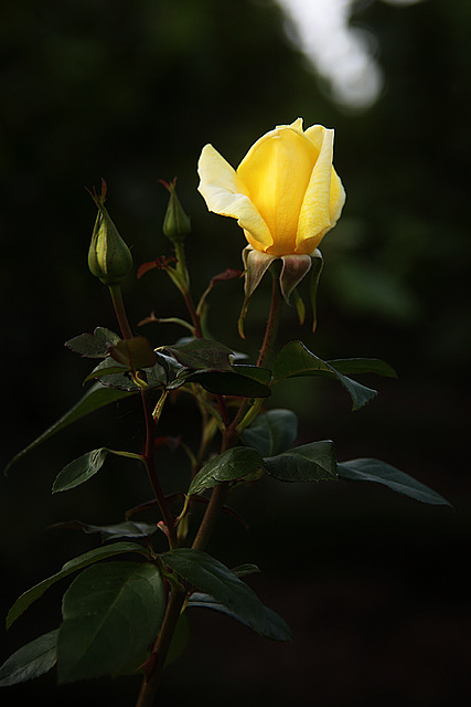 Yellow Rose Bud