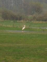A Rare Guest II