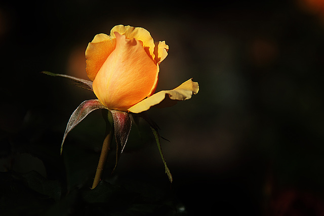 Yellow Rose Bud 1