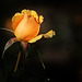 Yellow Rose Bud 1