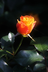 A Rose for Kerri... :-)