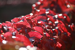 Bokeh In Red Leaves