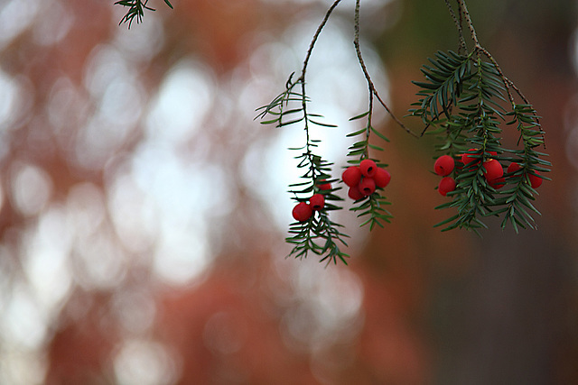 Yew-tree Berries