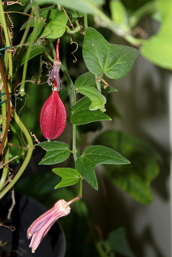 Passiflora sanguinolenta