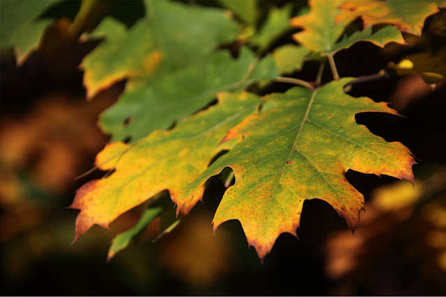 Oak Leaves