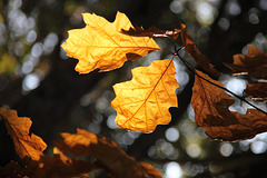 Oak in Autumn